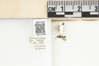 Media type: image;   Entomology 777345 Aspect: Labels
